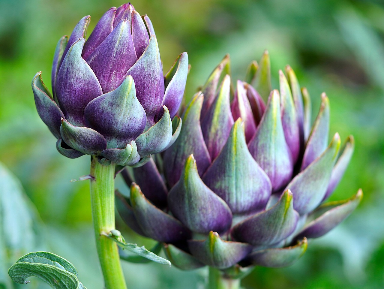 Heldergekleurde bloemen verspreiden geur in eetkamer.
